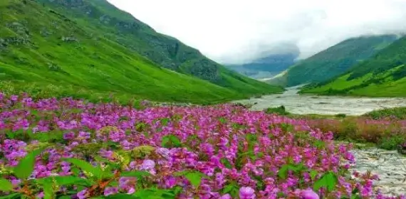 Valley of Flowers